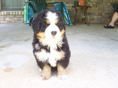 https://images.dog.ceo/breeds/mountain-bernese/n02107683_3278.jpg