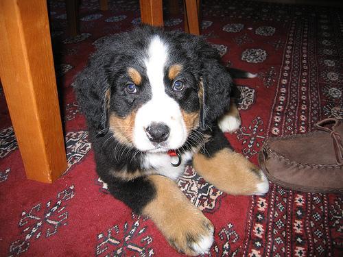 https://images.dog.ceo/breeds/mountain-bernese/n02107683_3291.jpg