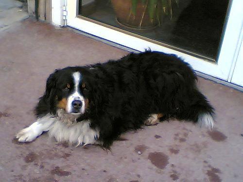 https://images.dog.ceo/breeds/mountain-bernese/n02107683_33.jpg