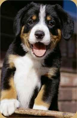 https://images.dog.ceo/breeds/mountain-bernese/n02107683_333.jpg