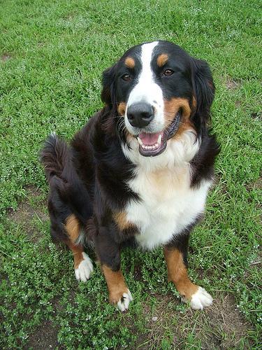 https://images.dog.ceo/breeds/mountain-bernese/n02107683_3351.jpg