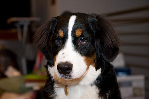 https://images.dog.ceo/breeds/mountain-bernese/n02107683_3379.jpg