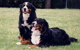 bernese