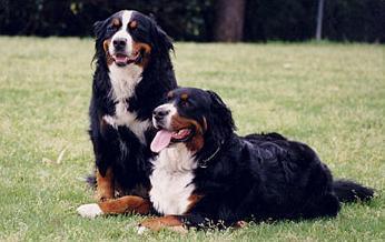 https://images.dog.ceo/breeds/mountain-bernese/n02107683_3382.jpg