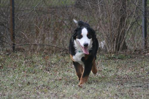 https://images.dog.ceo/breeds/mountain-bernese/n02107683_34.jpg