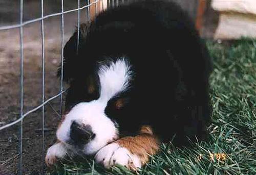 https://images.dog.ceo/breeds/mountain-bernese/n02107683_342.jpg