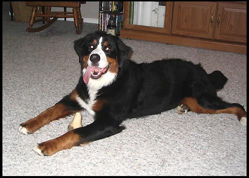 https://images.dog.ceo/breeds/mountain-bernese/n02107683_3488.jpg