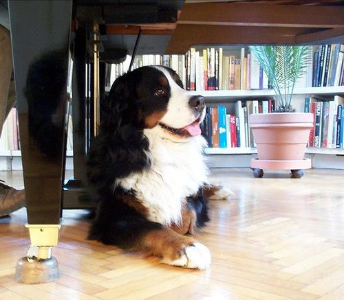 https://images.dog.ceo/breeds/mountain-bernese/n02107683_3512.jpg