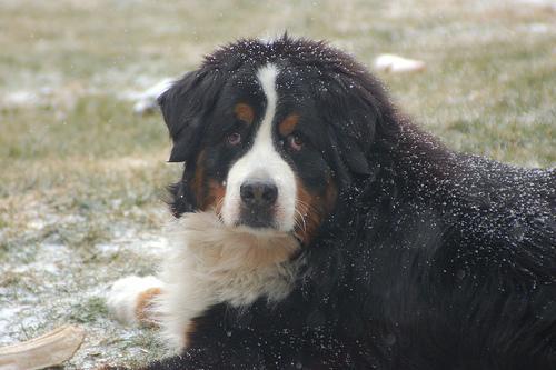 https://images.dog.ceo/breeds/mountain-bernese/n02107683_357.jpg