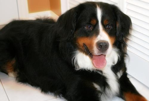 https://images.dog.ceo/breeds/mountain-bernese/n02107683_3609.jpg