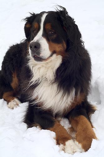 https://images.dog.ceo/breeds/mountain-bernese/n02107683_3655.jpg