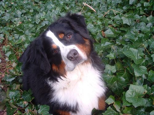 https://images.dog.ceo/breeds/mountain-bernese/n02107683_3694.jpg