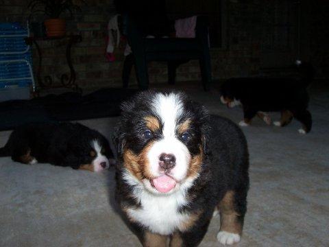 https://images.dog.ceo/breeds/mountain-bernese/n02107683_3797.jpg