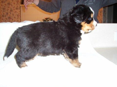 https://images.dog.ceo/breeds/mountain-bernese/n02107683_381.jpg