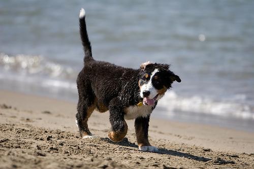 https://images.dog.ceo/breeds/mountain-bernese/n02107683_3900.jpg