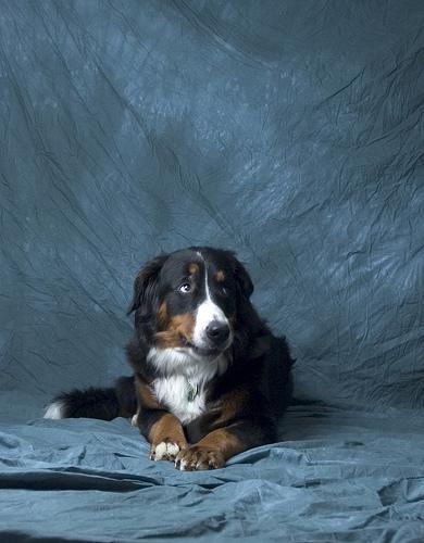 https://images.dog.ceo/breeds/mountain-bernese/n02107683_3902.jpg