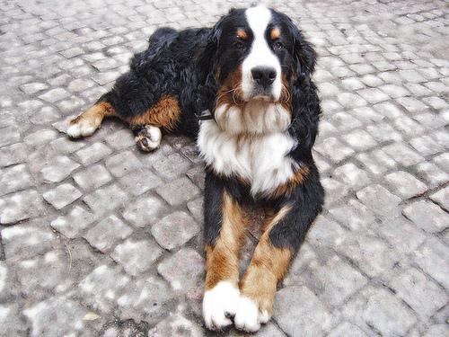 https://images.dog.ceo/breeds/mountain-bernese/n02107683_3908.jpg