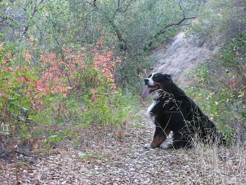 https://images.dog.ceo/breeds/mountain-bernese/n02107683_3944.jpg