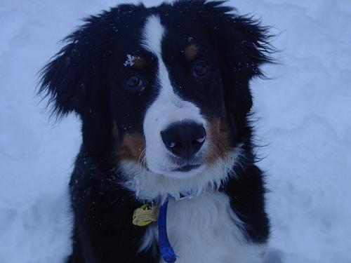 https://images.dog.ceo/breeds/mountain-bernese/n02107683_3952.jpg