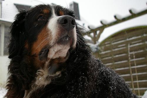 https://images.dog.ceo/breeds/mountain-bernese/n02107683_3987.jpg