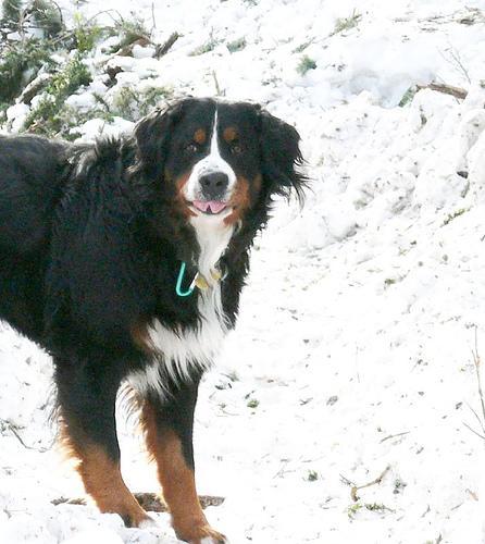 https://images.dog.ceo/breeds/mountain-bernese/n02107683_3988.jpg