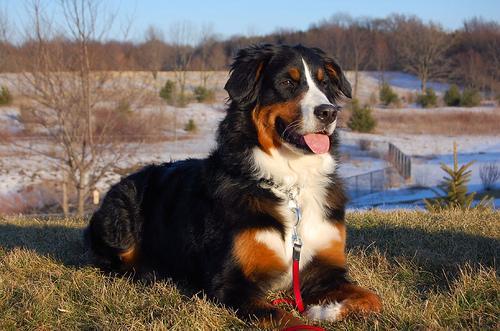 https://images.dog.ceo/breeds/mountain-bernese/n02107683_4016.jpg