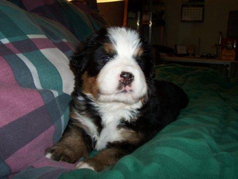 https://images.dog.ceo/breeds/mountain-bernese/n02107683_4043.jpg