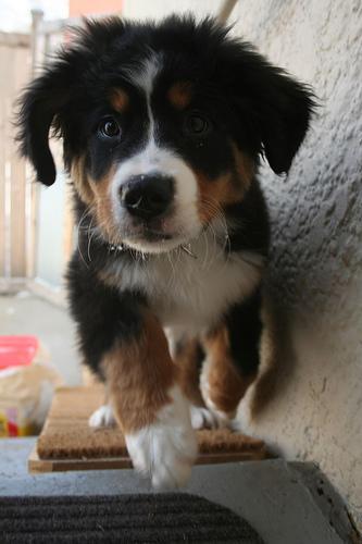 https://images.dog.ceo/breeds/mountain-bernese/n02107683_4061.jpg