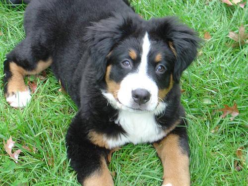 https://images.dog.ceo/breeds/mountain-bernese/n02107683_4168.jpg