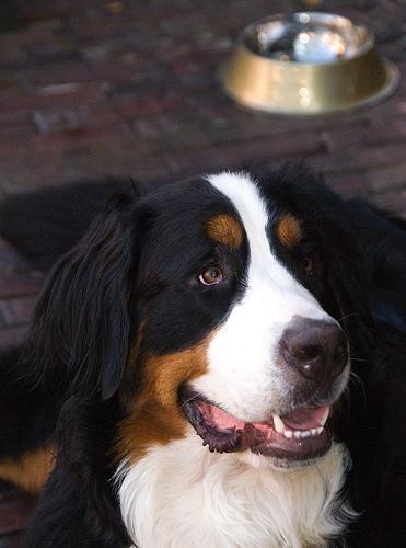 https://images.dog.ceo/breeds/mountain-bernese/n02107683_4183.jpg