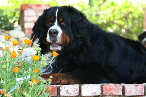 https://images.dog.ceo/breeds/mountain-bernese/n02107683_4194.jpg