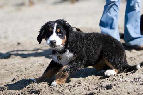 https://images.dog.ceo/breeds/mountain-bernese/n02107683_4200.jpg