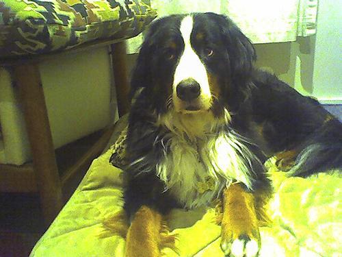 https://images.dog.ceo/breeds/mountain-bernese/n02107683_4260.jpg