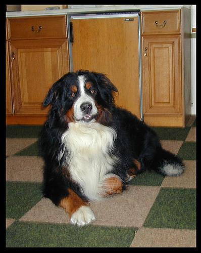 https://images.dog.ceo/breeds/mountain-bernese/n02107683_4347.jpg