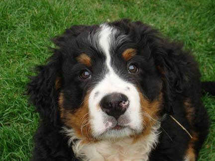 https://images.dog.ceo/breeds/mountain-bernese/n02107683_4350.jpg