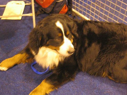 https://images.dog.ceo/breeds/mountain-bernese/n02107683_4386.jpg