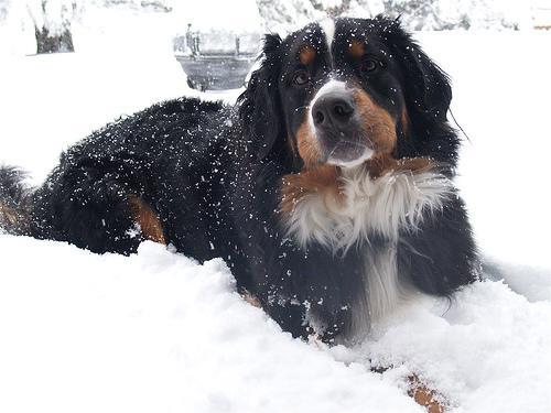 https://images.dog.ceo/breeds/mountain-bernese/n02107683_4402.jpg