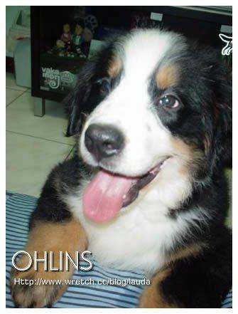 https://images.dog.ceo/breeds/mountain-bernese/n02107683_4410.jpg