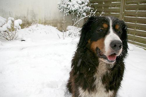 https://images.dog.ceo/breeds/mountain-bernese/n02107683_4411.jpg