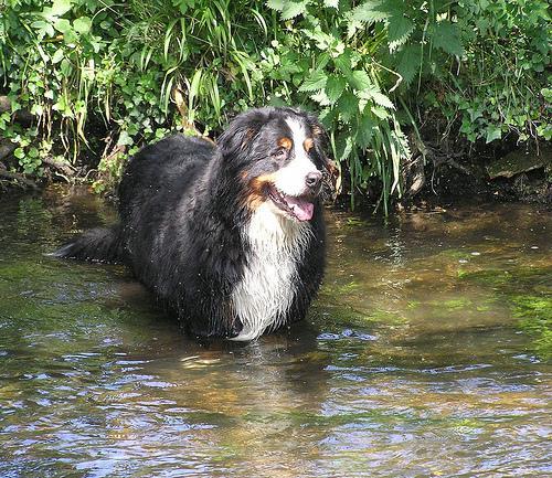 https://images.dog.ceo/breeds/mountain-bernese/n02107683_4473.jpg