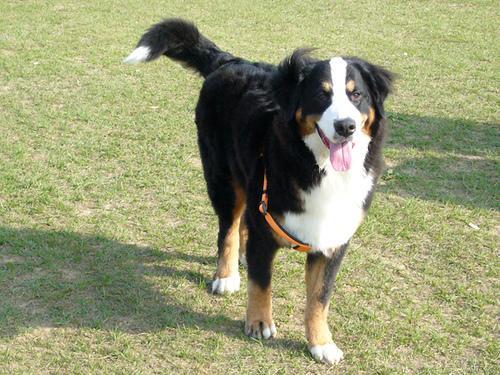 https://images.dog.ceo/breeds/mountain-bernese/n02107683_4487.jpg