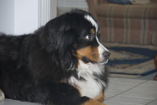 https://images.dog.ceo/breeds/mountain-bernese/n02107683_4494.jpg