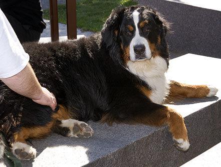 https://images.dog.ceo/breeds/mountain-bernese/n02107683_4515.jpg