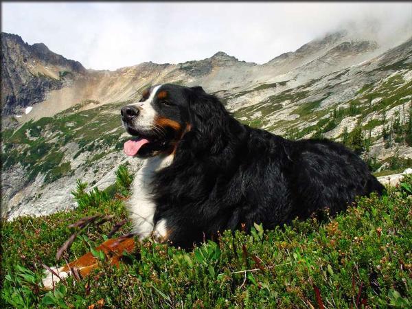 https://images.dog.ceo/breeds/mountain-bernese/n02107683_4520.jpg