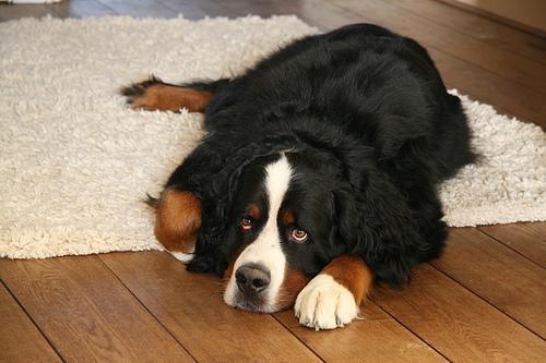 https://images.dog.ceo/breeds/mountain-bernese/n02107683_4521.jpg