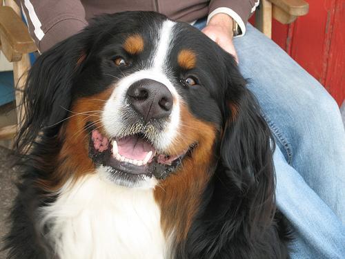 https://images.dog.ceo/breeds/mountain-bernese/n02107683_454.jpg