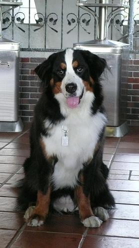 https://images.dog.ceo/breeds/mountain-bernese/n02107683_4558.jpg