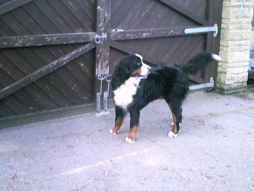 https://images.dog.ceo/breeds/mountain-bernese/n02107683_4576.jpg