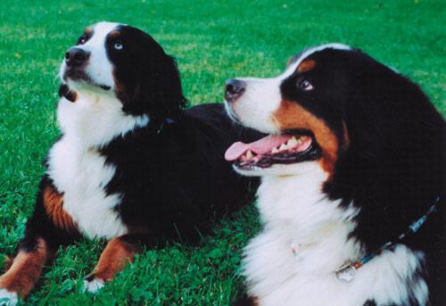 https://images.dog.ceo/breeds/mountain-bernese/n02107683_4649.jpg