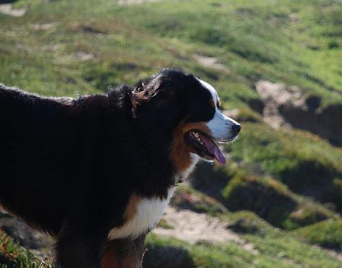 https://images.dog.ceo/breeds/mountain-bernese/n02107683_4653.jpg